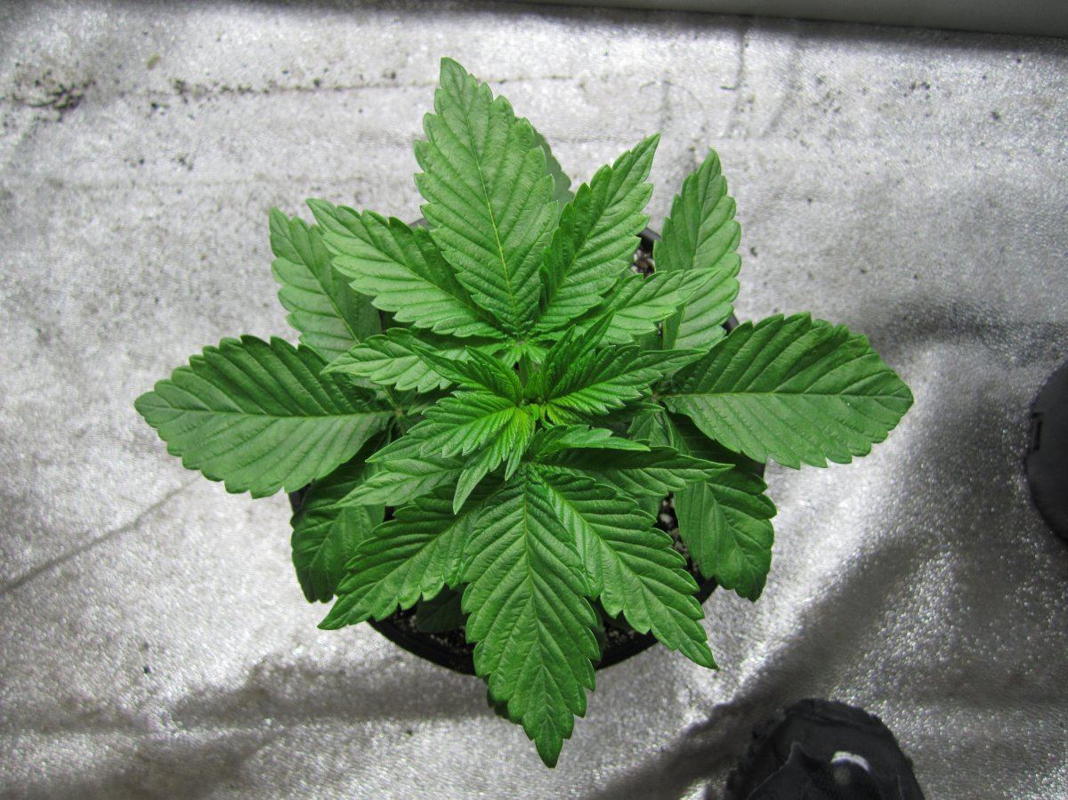 Alien 15
