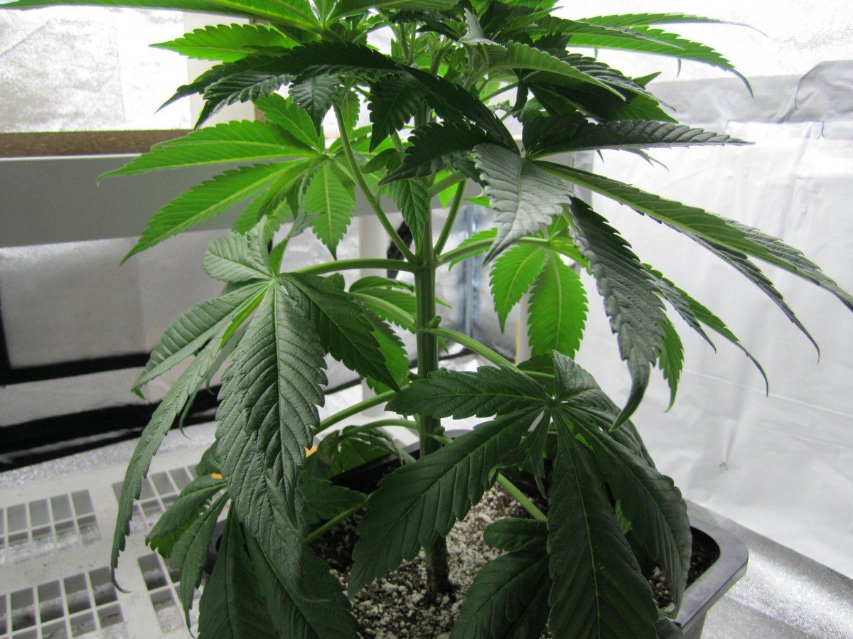 Alien after