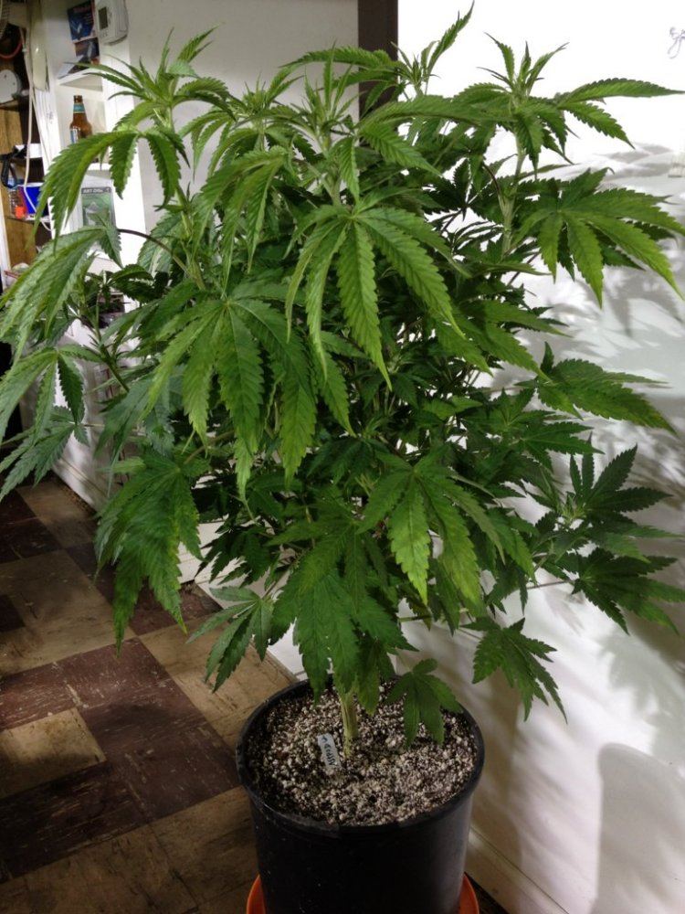 Alien Astro D Veg