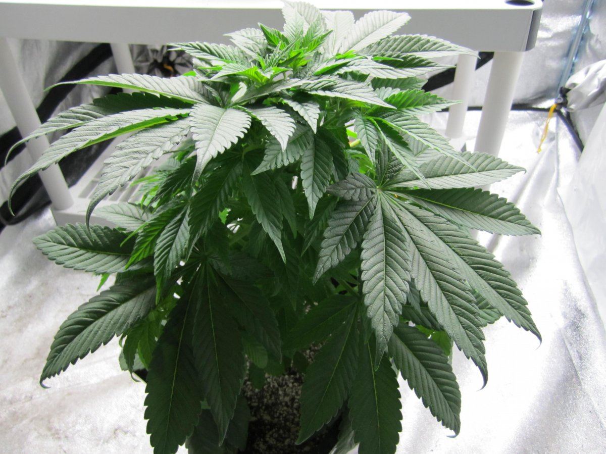 Alien before