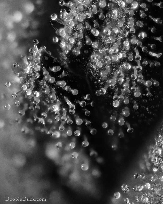 Alien bubba 1175 BnW grain W