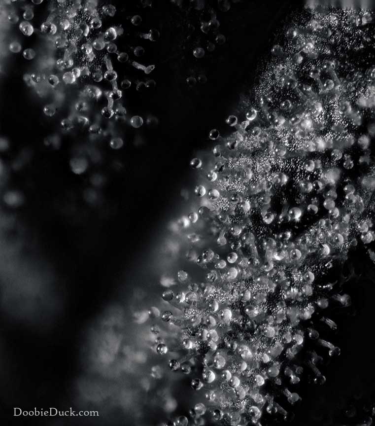 Alien bubba 1212 BnW W