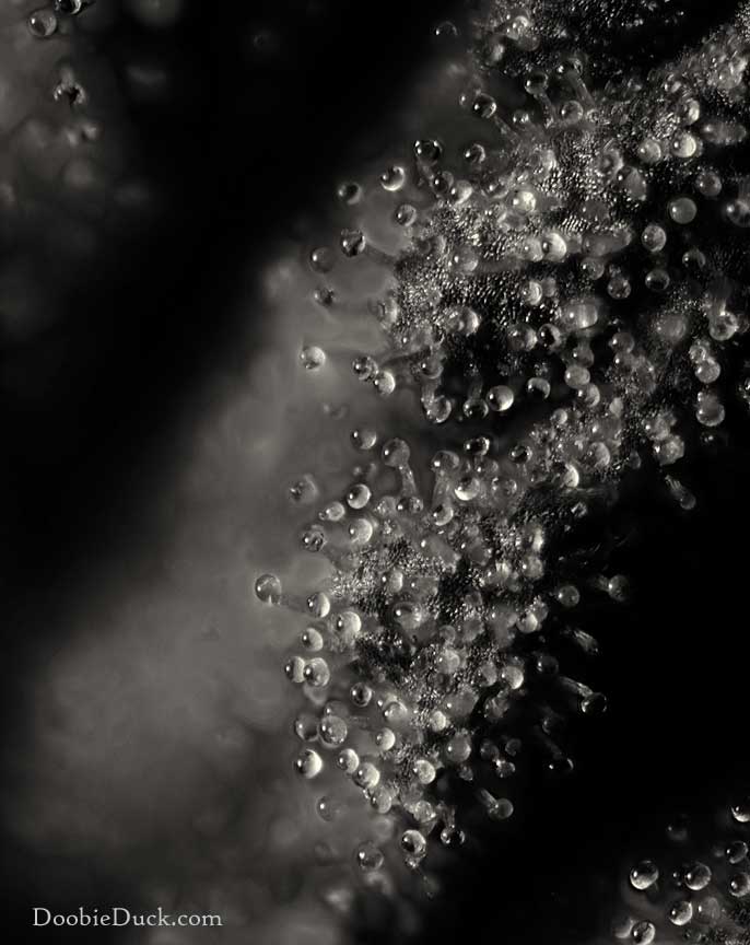 Alien bubba 1288 BnW W