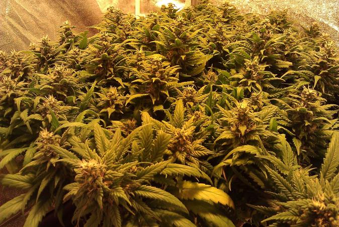 Alien bubba crack begining week 7 