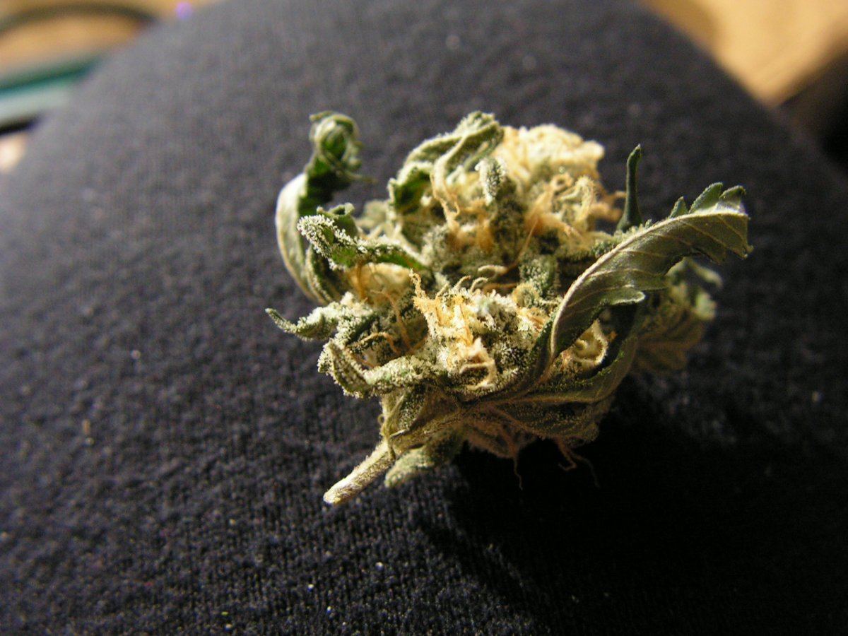 Alien cookie 9 12