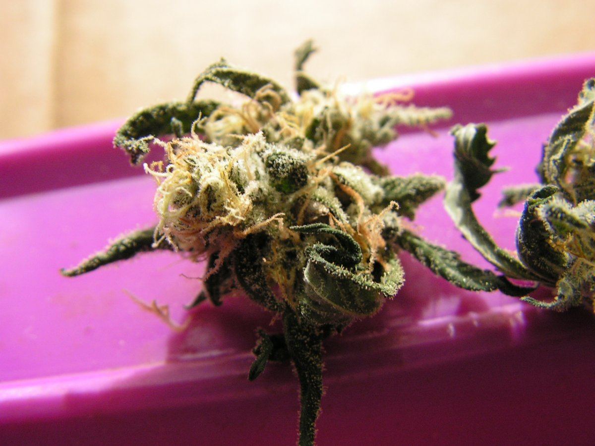 Alien cookie 9 13