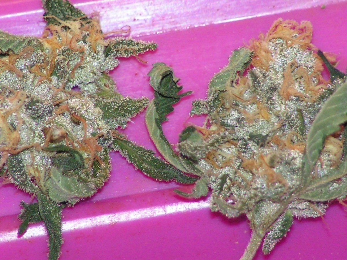 Alien cookie 9 14