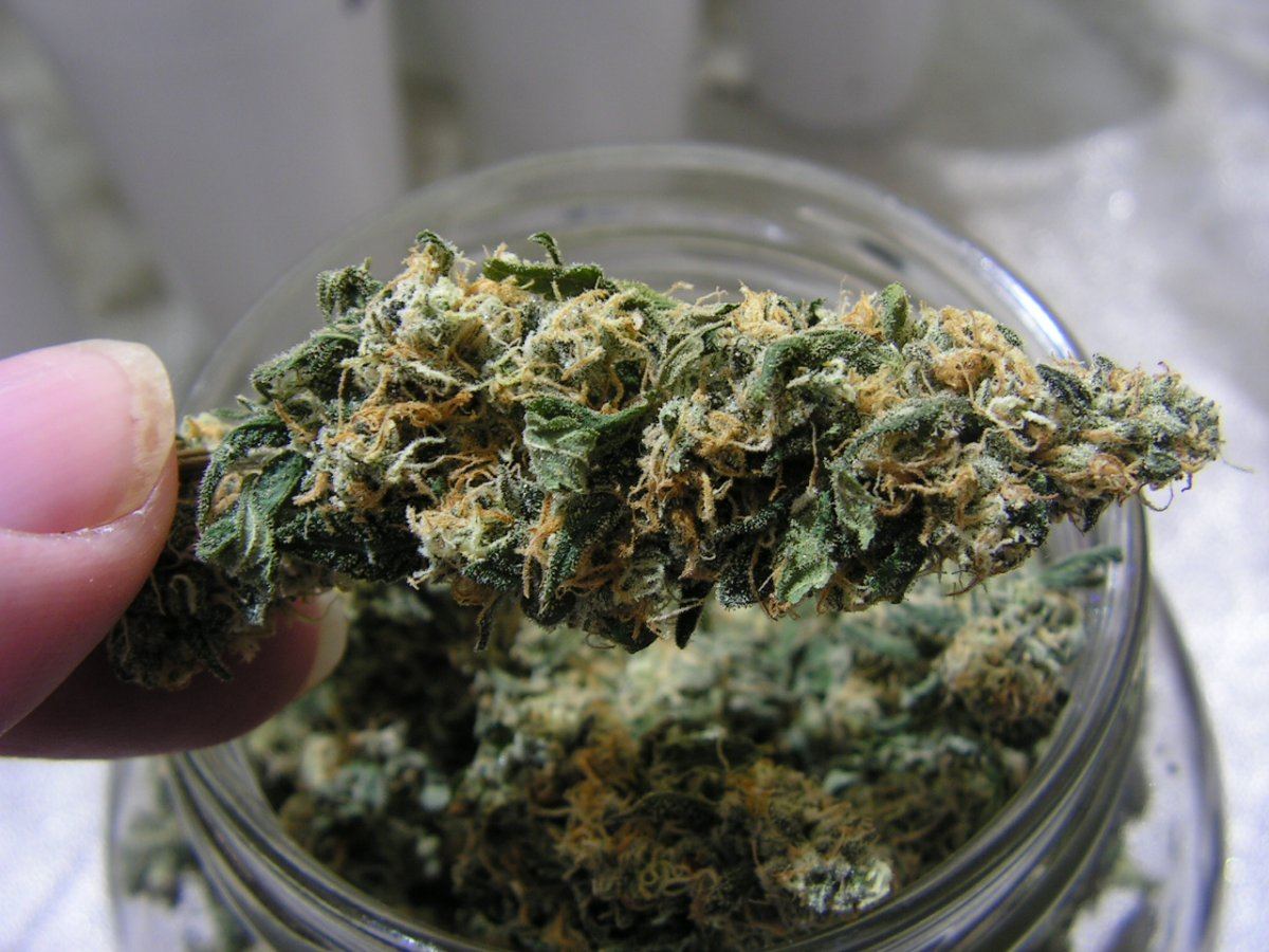 Alien cookie 9 16