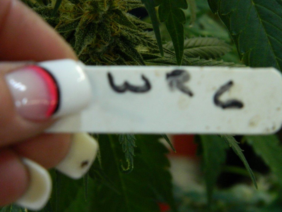 Alien cookie  jaws nutes 042