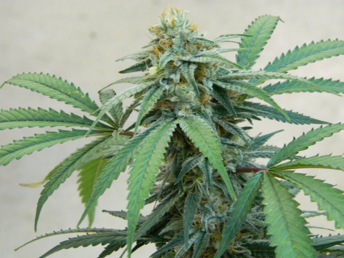 Alien cookie  jaws nutes 043