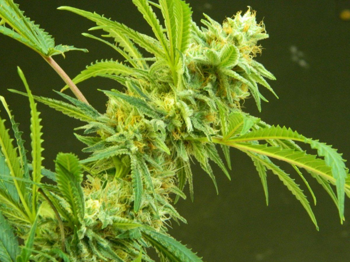 Alien cookie  jaws nutes 044