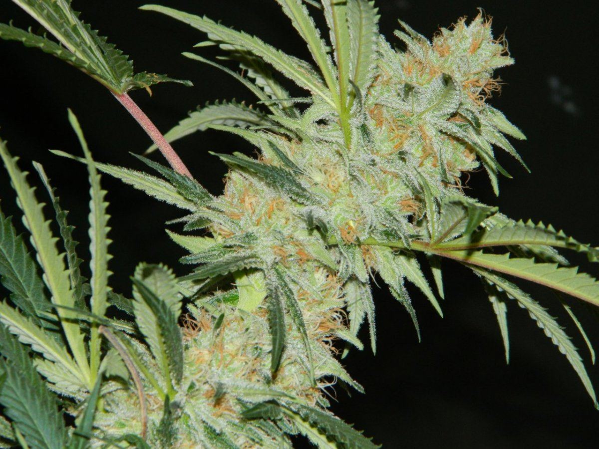 Alien cookie  jaws nutes 045