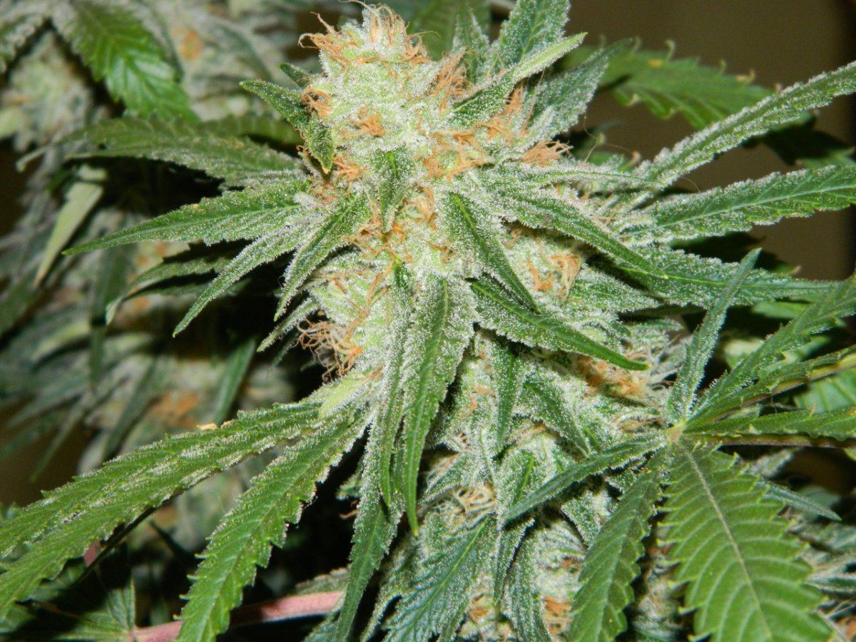 Alien cookie  jaws nutes 046