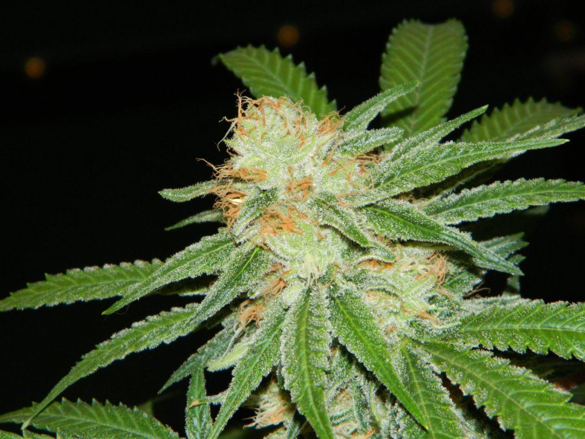Alien cookie  jaws nutes 047