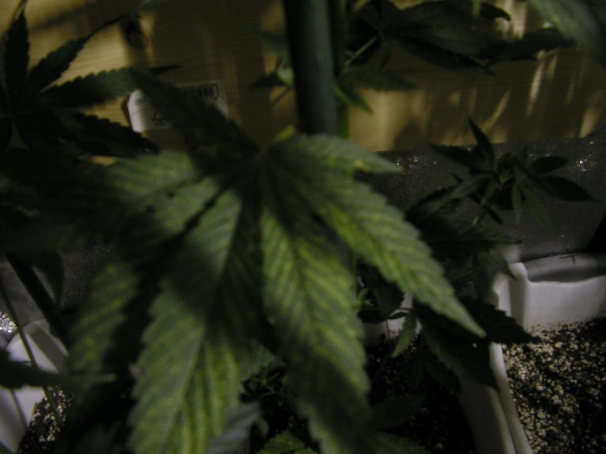 Alien cookies 1
