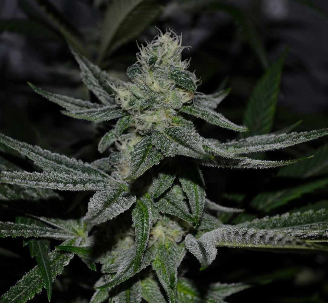 Alien Cookies 1s