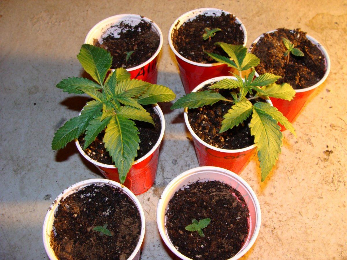 Alien Cookies 2