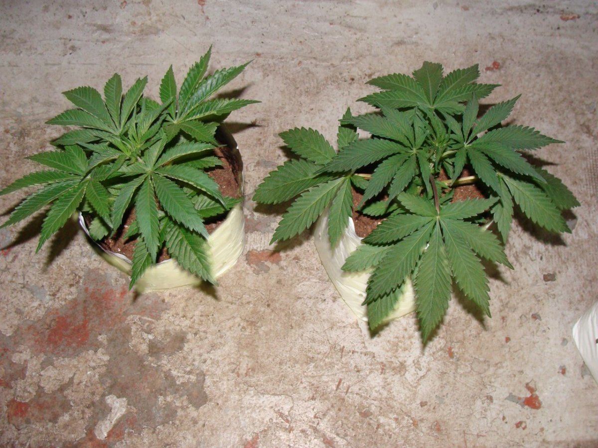 Alien Cookies 2