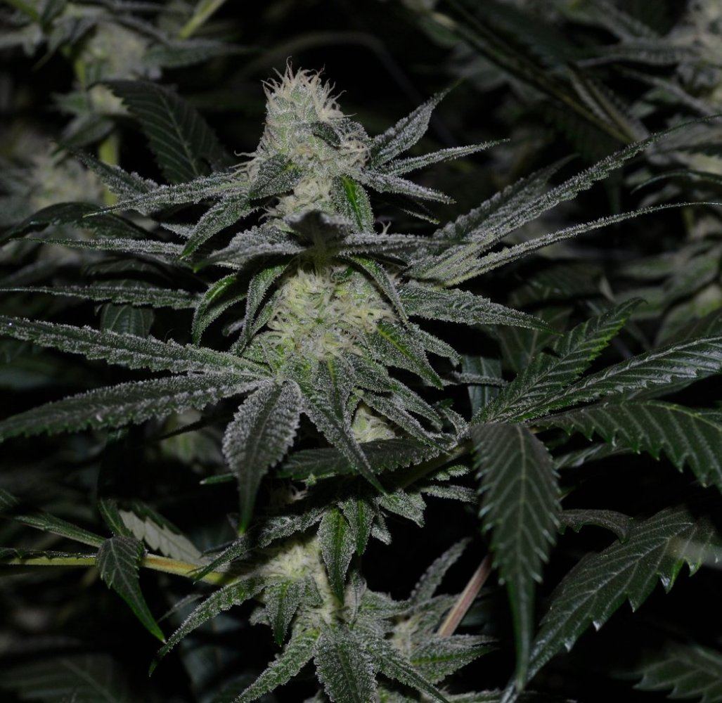 Alien Cookies 2