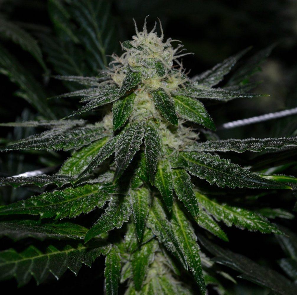 Alien Cookies  2s