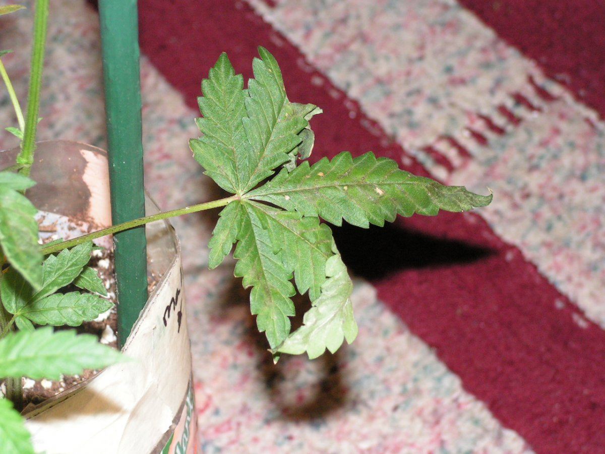 Alien cookies 3