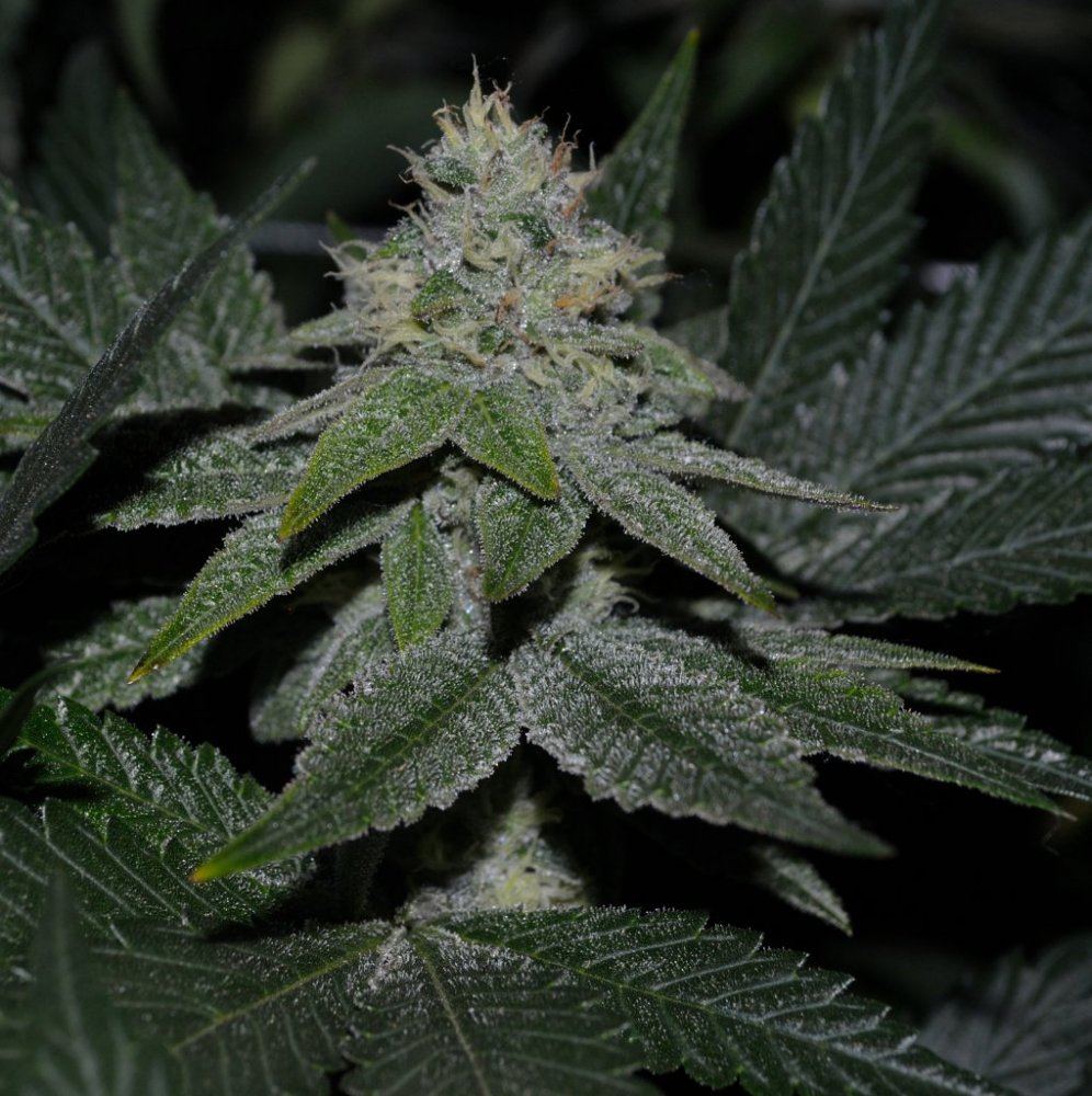 Alien Cookies  6