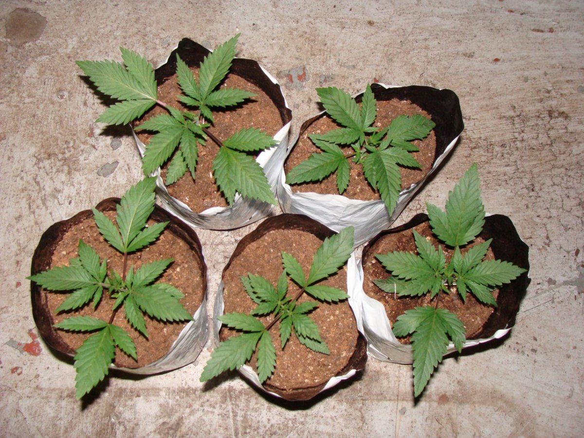 Alien Cookies