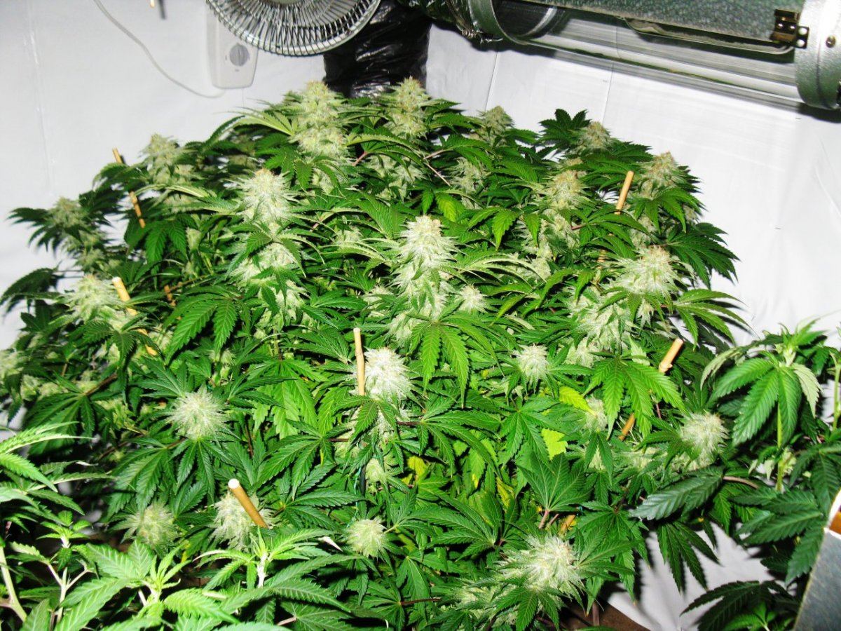 Alien d