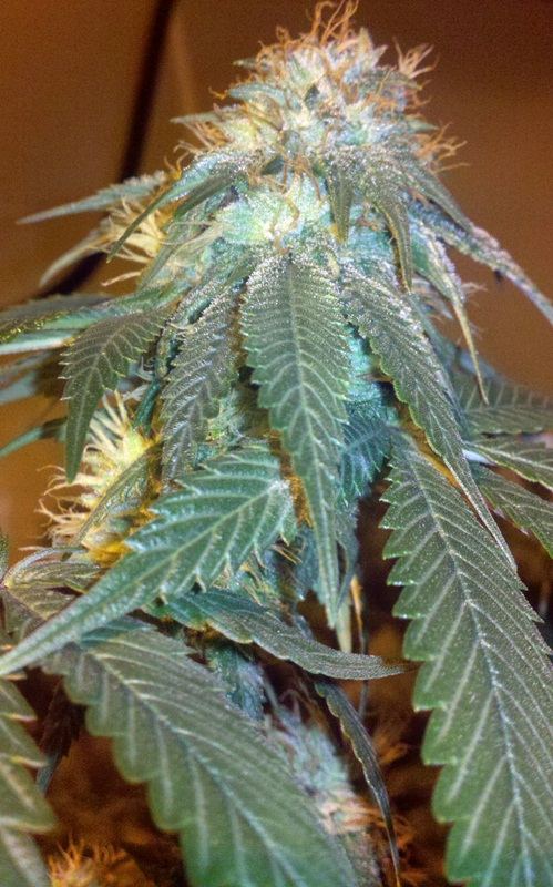 Alien fire