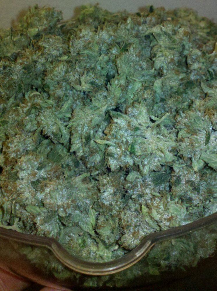 Alien Fire OG