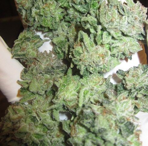 Alien fire og x cut