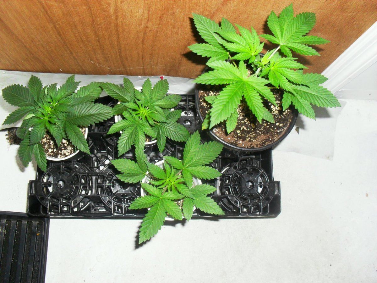 Alien fire sour d 1 4