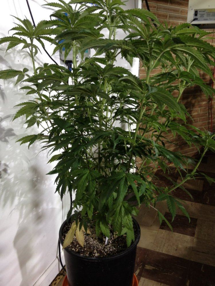Alien FPOG Veg