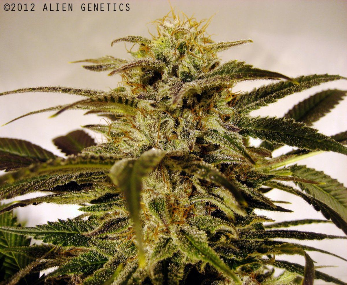 Alien genetics photos 3