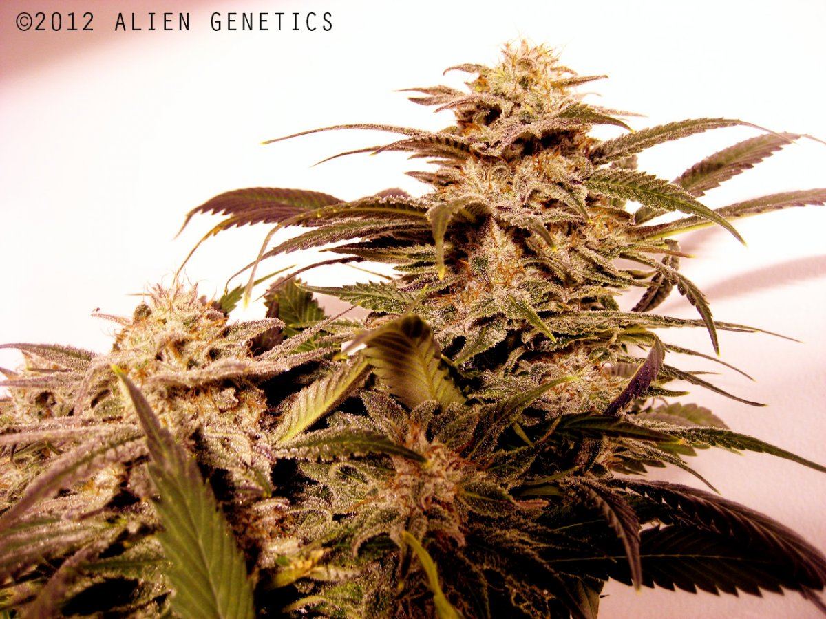 Alien genetics photos 4