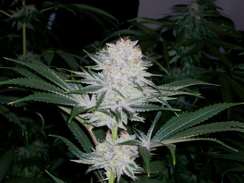 Alien genetics starfighter