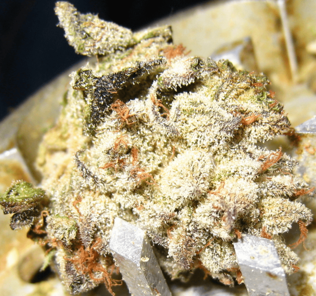 Alien Grapevine31