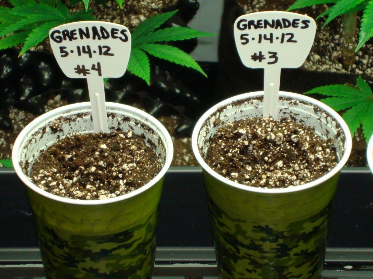 Alien grenade wars 4