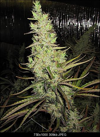 Alien Haze10