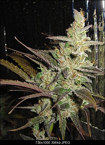 Alien Haze11