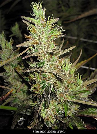 Alien Haze12