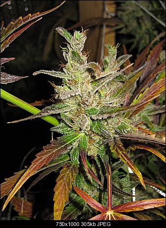Alien Haze13