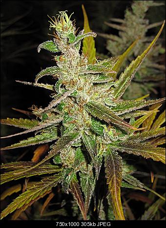 Alien Haze14