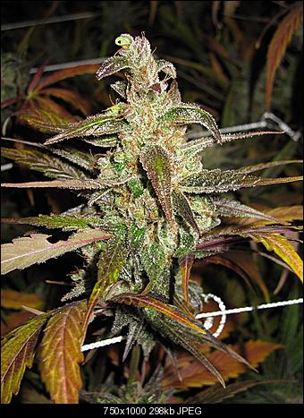 Alien Haze15