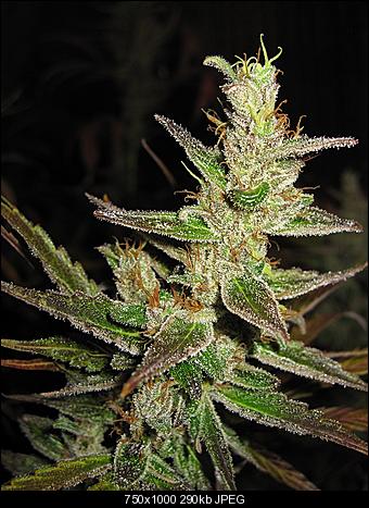 Alien Haze16