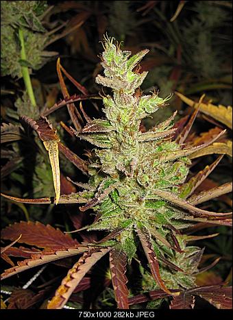 Alien Haze17