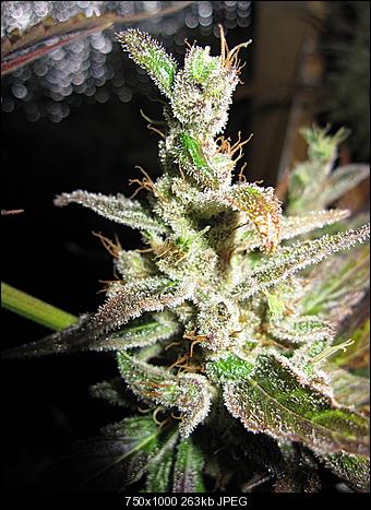 Alien Haze18