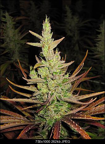 Alien Haze19