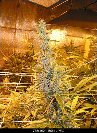 Alien haze2