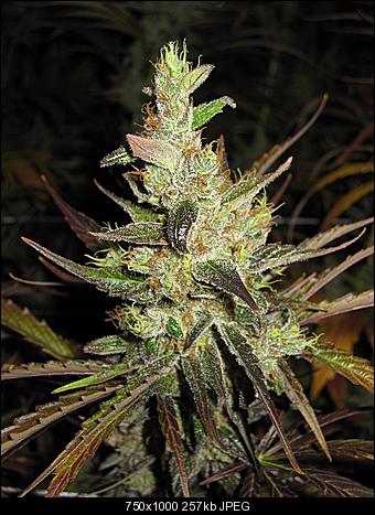 Alien Haze20
